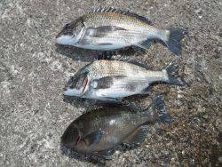 和歌山北港魚つり公園　チヌ、グレ