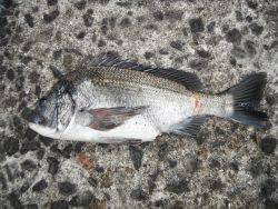 和歌山北港魚つり公園 投稿