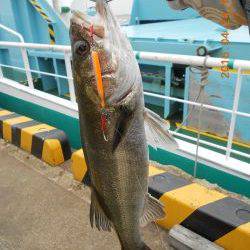 今年も岸壁ジギング