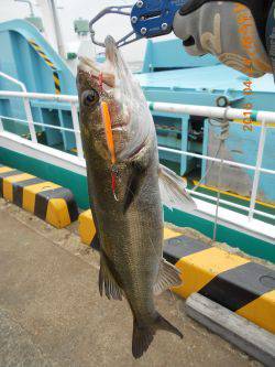 今年も岸壁ジギング