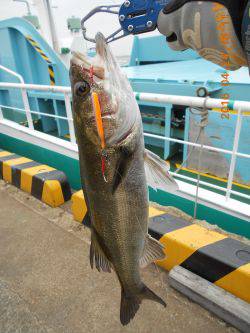 今年も岸壁ジギング