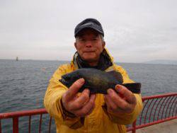 神戸市立平磯海づり公園　ウキ釣りでメバル