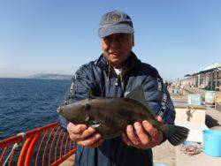 立派なウマヅラ！神戸市立平磯海づり公園