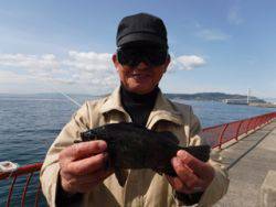 神戸市立平磯海づり公園　カゴ天秤でメバル