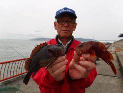 投げ釣りでガシラ　神戸市立平磯海づり公園