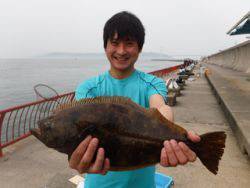 神戸市立平磯海づり公園 ヒラメ47.5cm！！