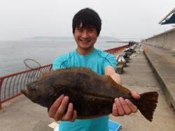 神戸市立平磯海づり公園 ヒラメ47.5cm…