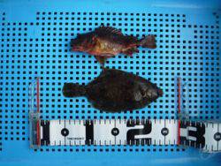 神戸市立平磯海づり公園　カレイ、ガシラ