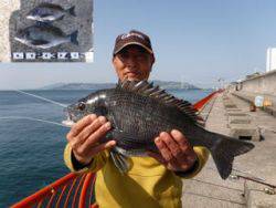 神戸市立平磯海づり公園　ウキ釣りでチヌ