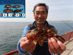 平磯海釣り公園　胴突でガシラの釣果