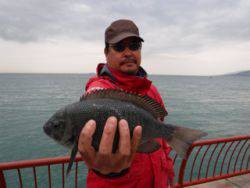 神戸市立平磯海づり公園　グレ　記録賞　31cm！