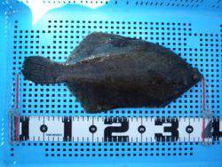 神戸市立平磯海づり公園　投げ釣りでカレイ