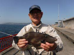 神戸市立平磯海づり公園で立派なウマヅラ！