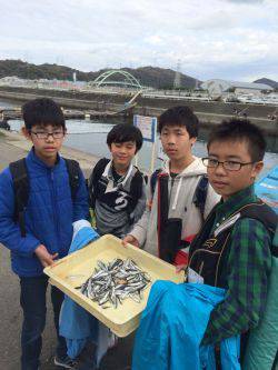 マリーナシティ海釣り公園 サビキで豆イワシの釣果