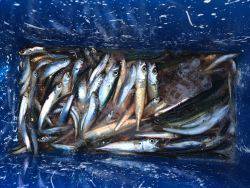 和歌山マリーナシティ海釣り公園　豆イワシ