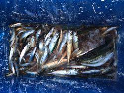 和歌山マリーナシティ海釣り公園　豆イワシ