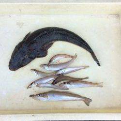 和歌山マリーナシティ海釣り公園　投げ釣りでマゴチ、キス