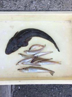 和歌山マリーナシティ海釣り公園　投げ釣りで…