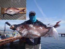 須磨海釣り公園 ウキ流しでマダイ75cm 兵庫県 瀬戸内海側 神戸市立須磨海づり公園 流し釣り マダイ 陸っぱり 釣り 魚釣り 釣果情報サイト カンパリ