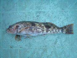 神戸市立須磨海づり公園　落とし込みでアイナメ