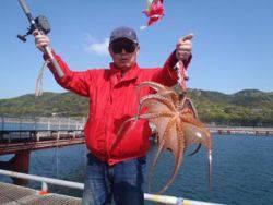 神戸市立須磨海づり公園　マダコ