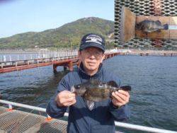 神戸市立須磨海づり公園 落とし込みで良型メバル♪
