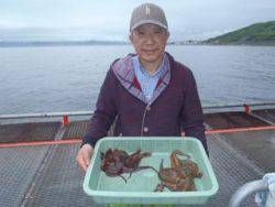 神戸市立須磨海づり公園　マダコ