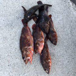 朝一ロックフィッシュ狩り