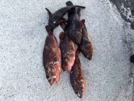 朝一ロックフィッシュ狩り