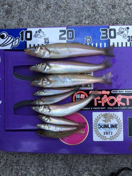 波止からちょい投げ釣り