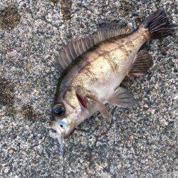 夕まづめメバリング アジング