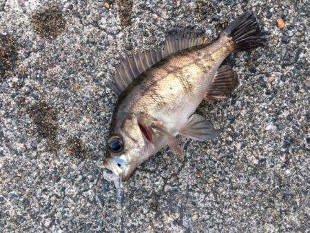 夕まづめメバリング アジング