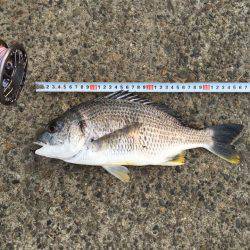 落とし込みでキビレ