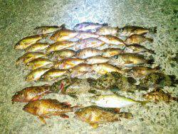 メバルげっとん