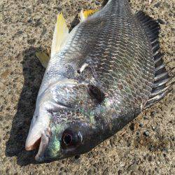 落とし込みでキビレ祭り