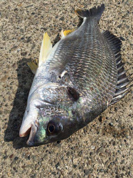 落とし込みでキビレ祭り