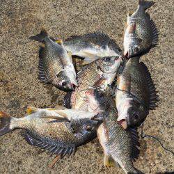 今日も落とし込みでキビレ