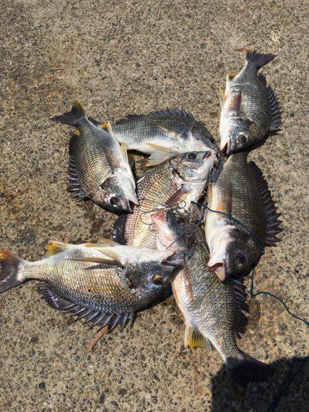 今日も落とし込みでキビレ