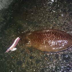 雨後のコウイカエギング