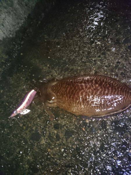 雨後のコウイカエギング