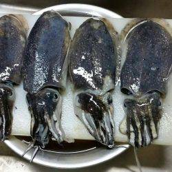 こういかエギング