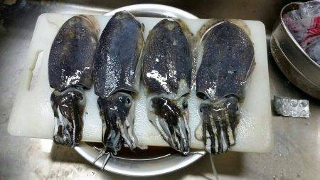 こういかエギング