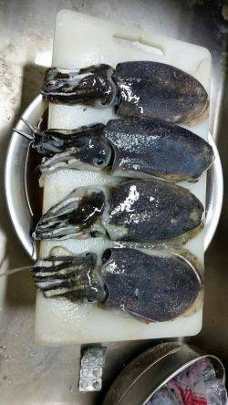 こういかエギング