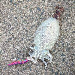 甲イカを求めてランガン