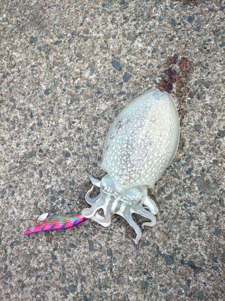 甲イカを求めてランガン