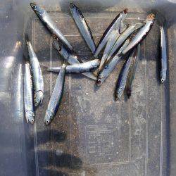 情報のアジは？・・・