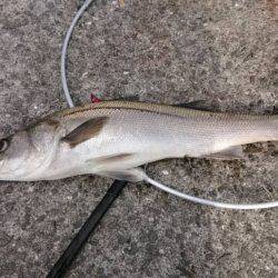 いいねぇ、しびれるねぇ‼