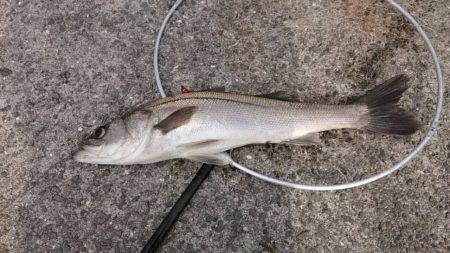 いいねぇ、しびれるねぇ‼