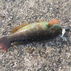 リトライ☆アジを探しに！