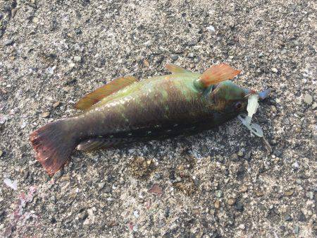 リトライ☆アジを探しに！